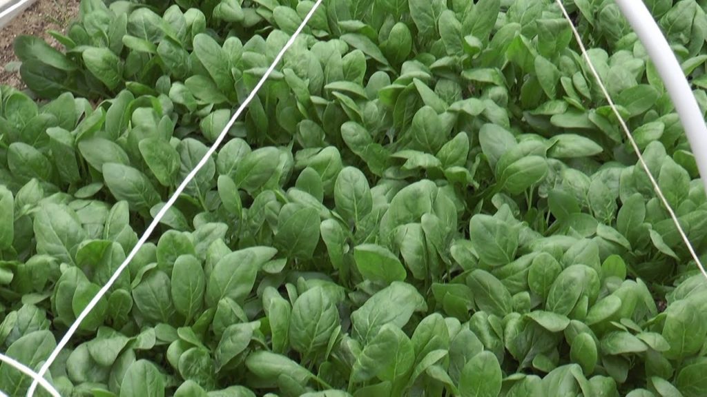 Mangiare bene, per vivere meglio #200