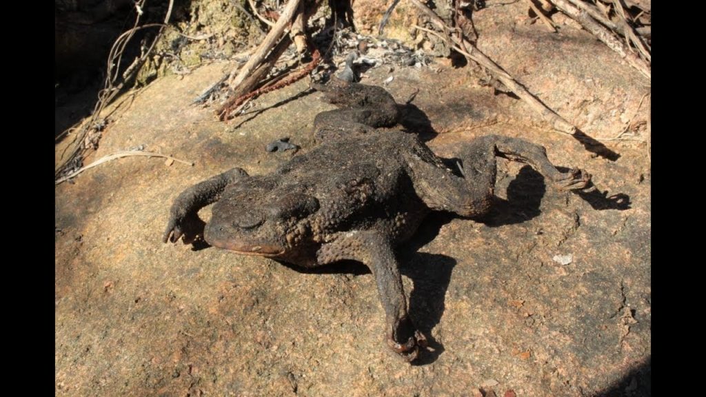 Incendi, animali in fuga