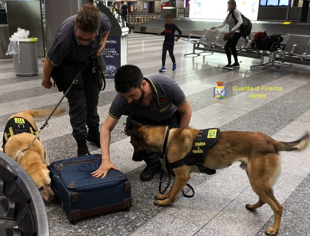 Malpensa, droga nel bagaglio. Arrestata una donna