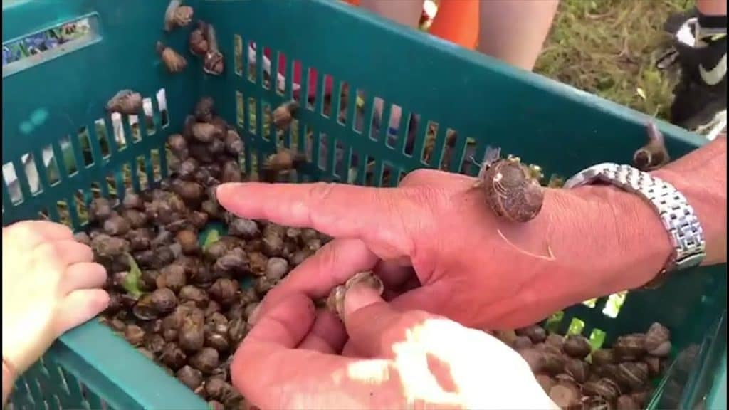 Lumachiamo, che sprint!