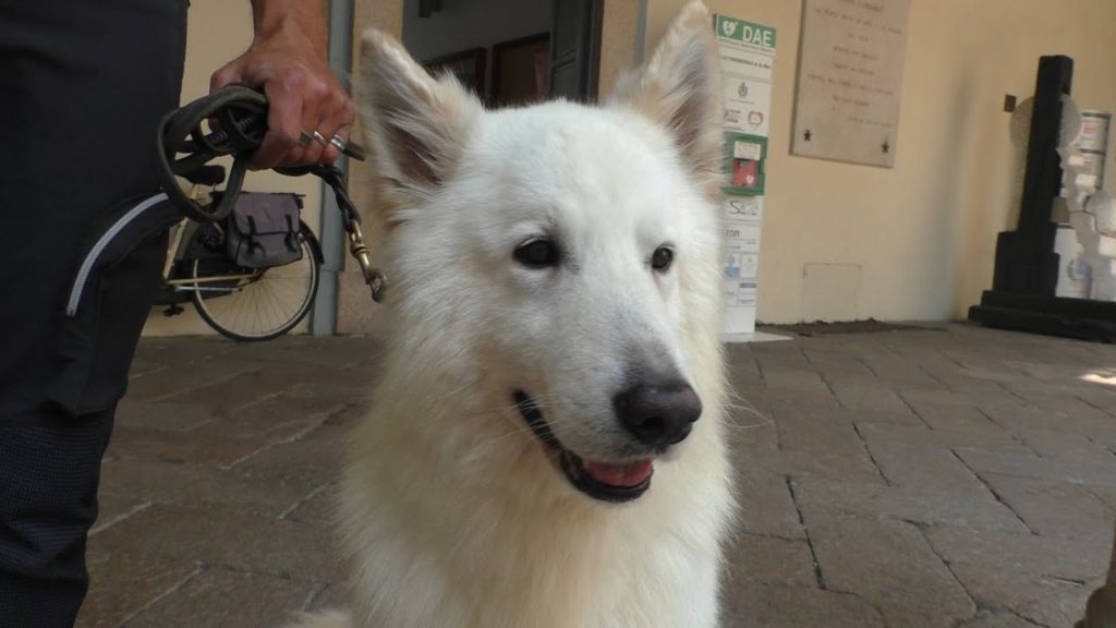 A Somma sono... tutti scrittori #229