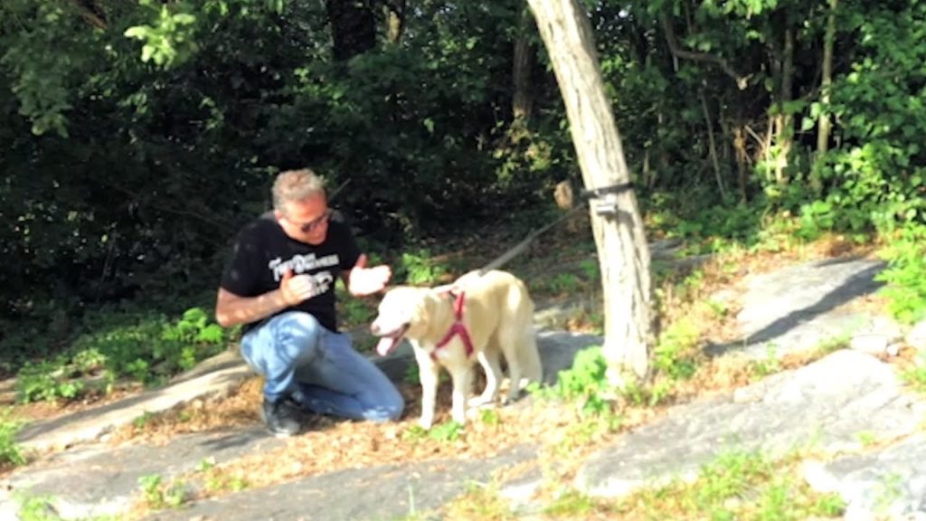 Cani abbandonati, pubblicità progresso firmata Albani