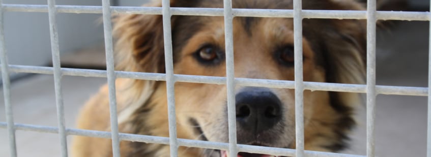 Abbandono, una piaga sociale (ed economica)