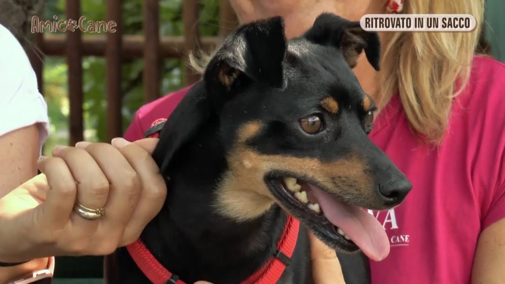 Una nuova vita per Gastone, il cane coraggioso
