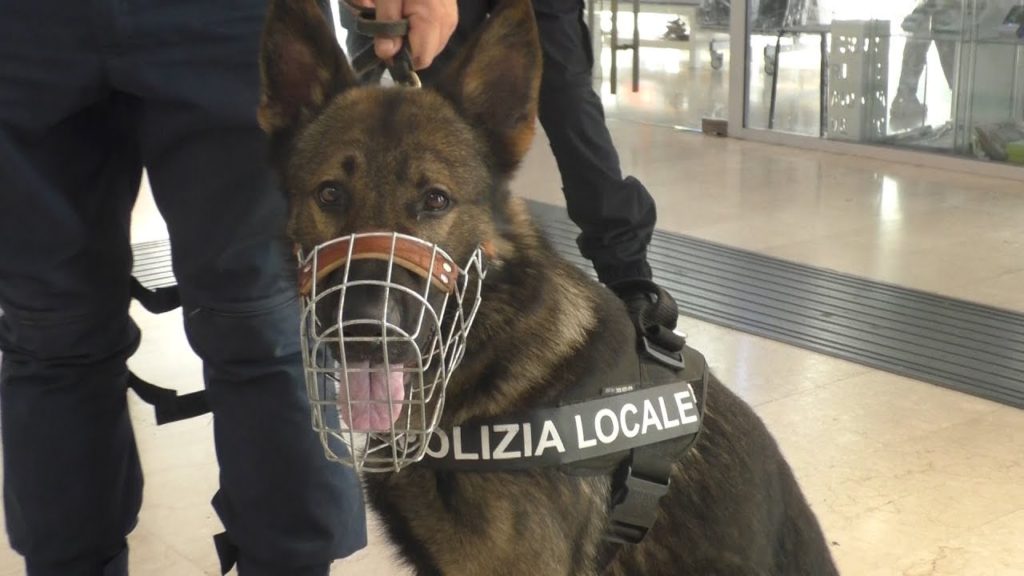 Il debutto dell'Agente Ricco