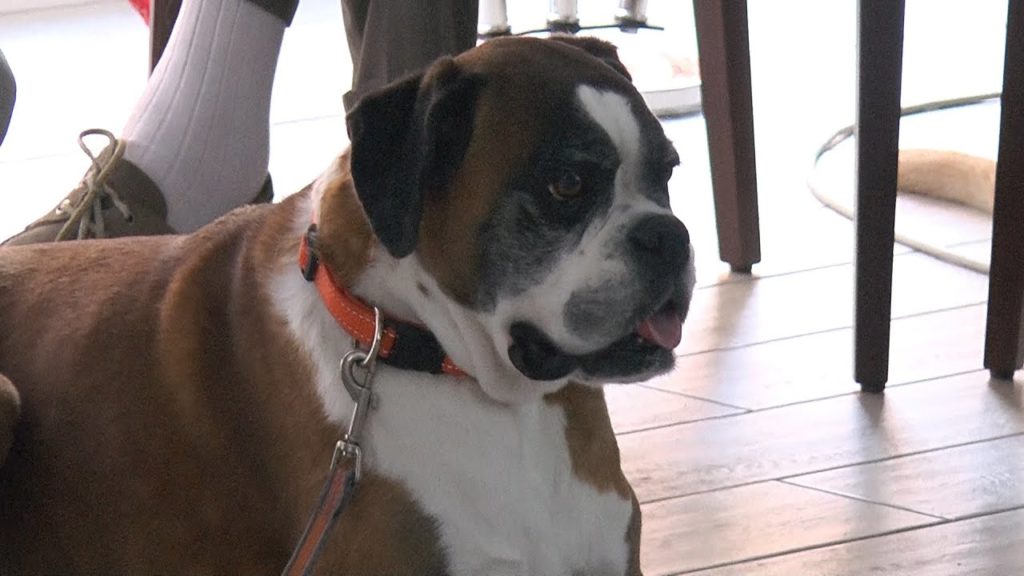 In Provvidenza il ben(d')essere... scodinzola