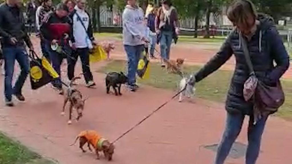 La Camminata a 6 zampe diventa itinerante