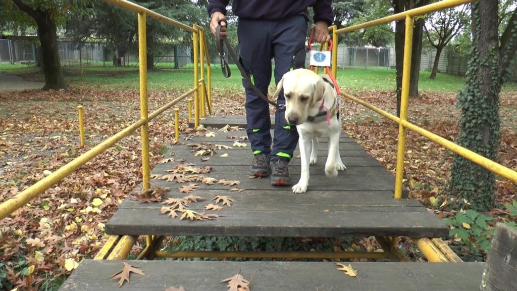 Cani guida: oltre alla vista, la vita
