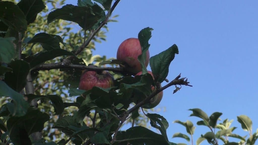 Le mele raccontano la biodiversità