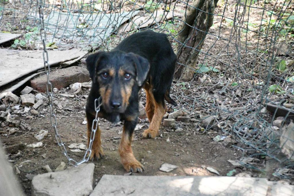 Poldo, da schiavo a testimonial