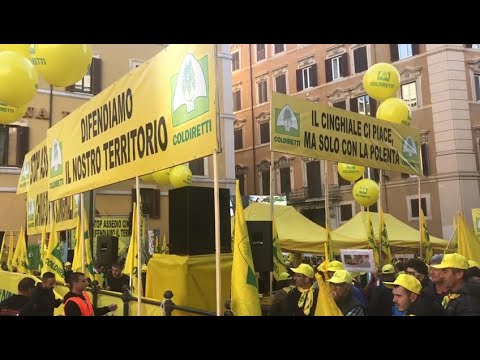 Cinghiali all'attacco, agricoltori in fuga