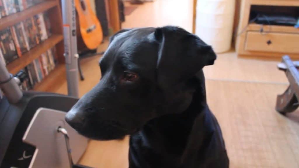 Shane, il cane anti-droga per eccellenza