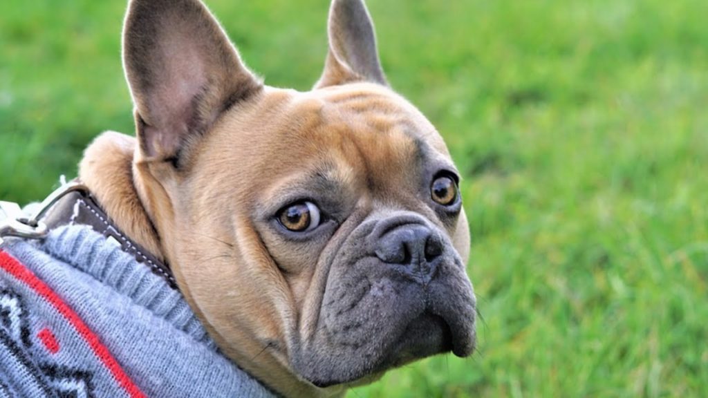 Muso simpatico, vita d'inferno. Sono i cani senza fiato