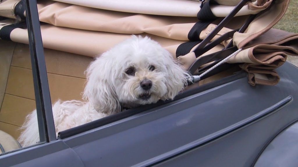 Cani in auto, le regole del trasporto