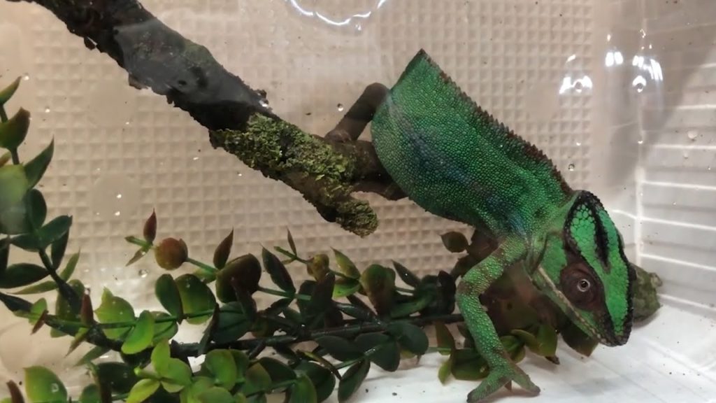 Rettili da ammirare. E da comprare