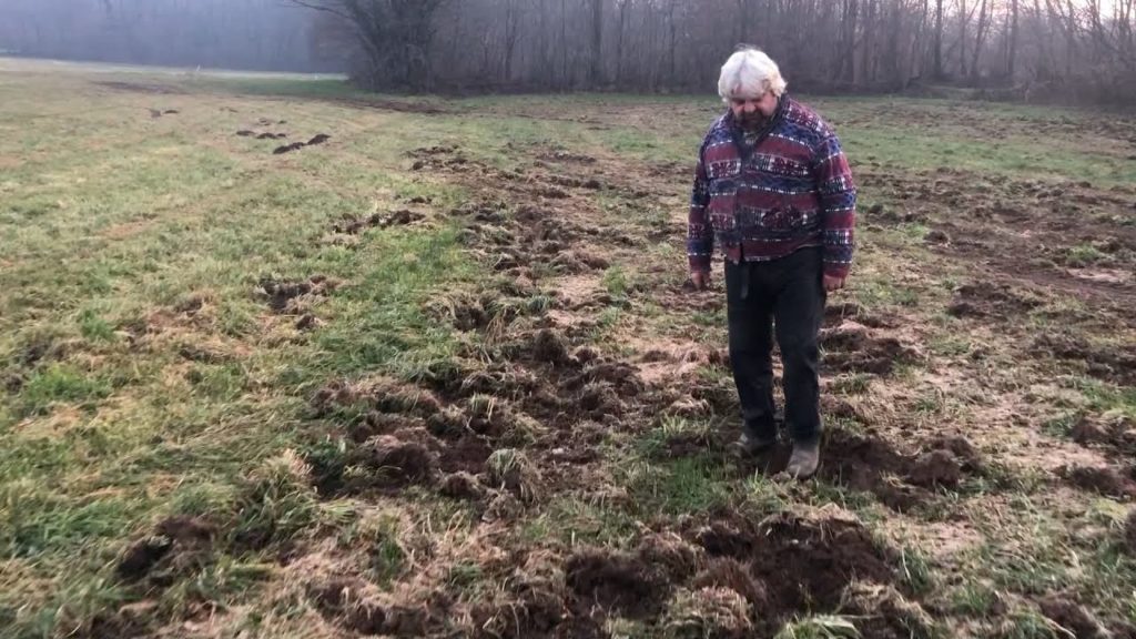 Vedano Olona, è allarme cinghiali
