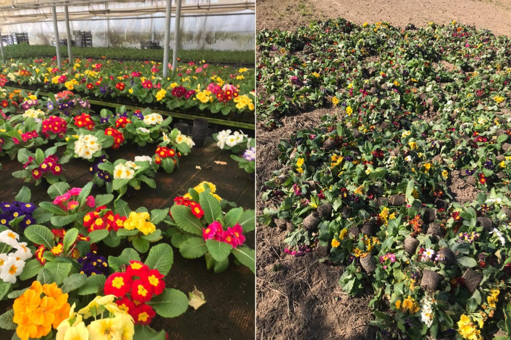 Strage di fiori, Coldiretti: "Costretti a distruggerli"