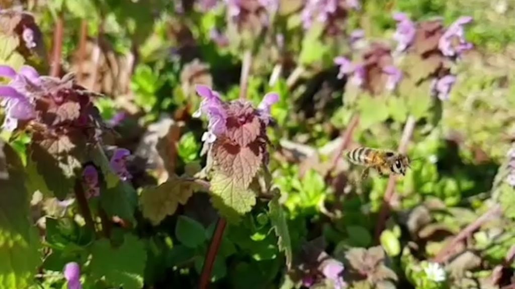 Il miele di Andrea: "Porto le mie api in gita"
