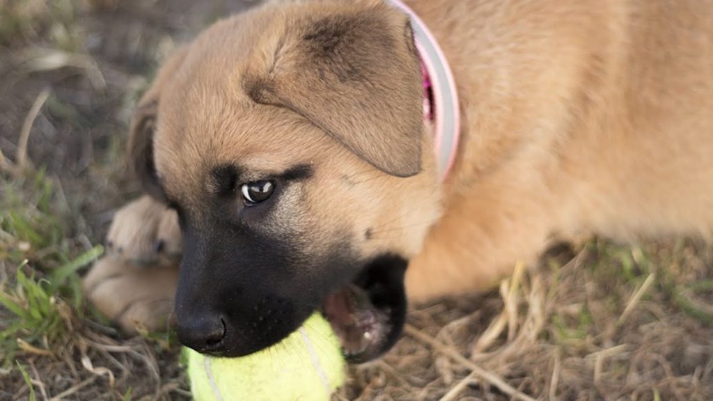 "Lascia che il tuo cane mastichi lo stress"