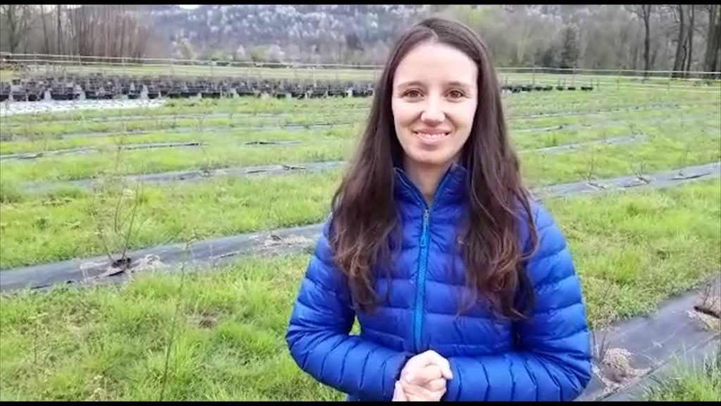 I mirtilli di Cristina, da prendere... al volo