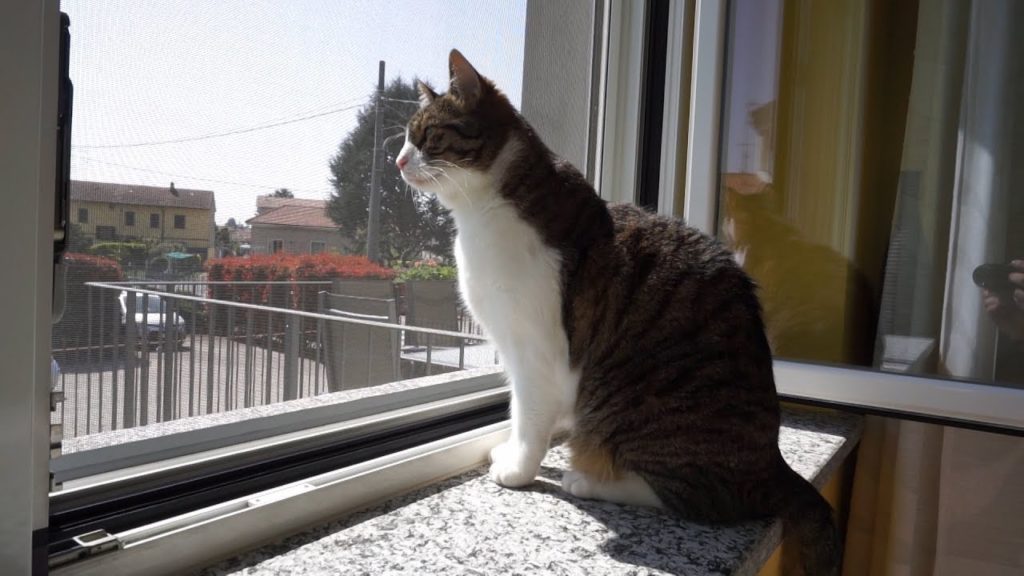 Coronavirus, agli animali pensa LEIDAA