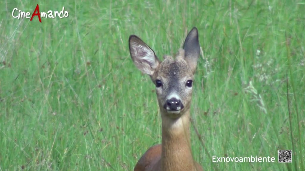 La Natura secondo Faré: quando la Bellezza ti osserva