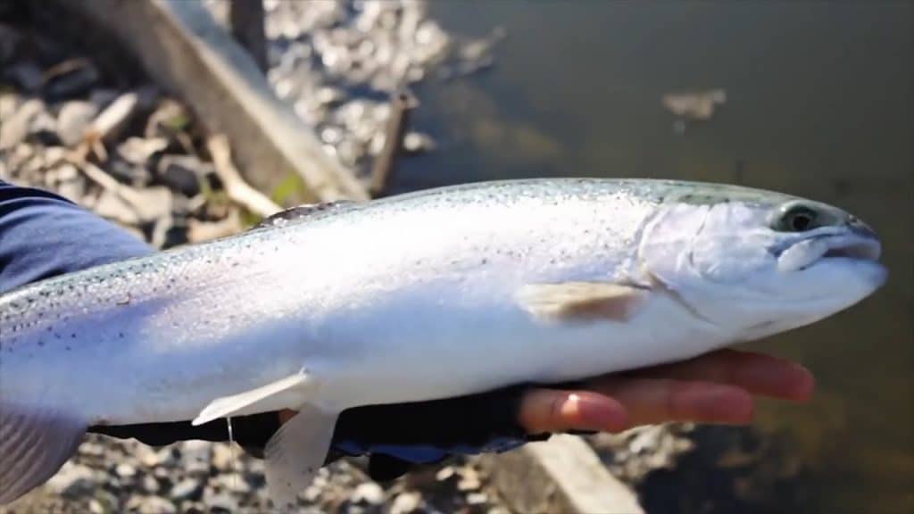 Varese nel dopo Covid: "Pescate e mangiate trote"