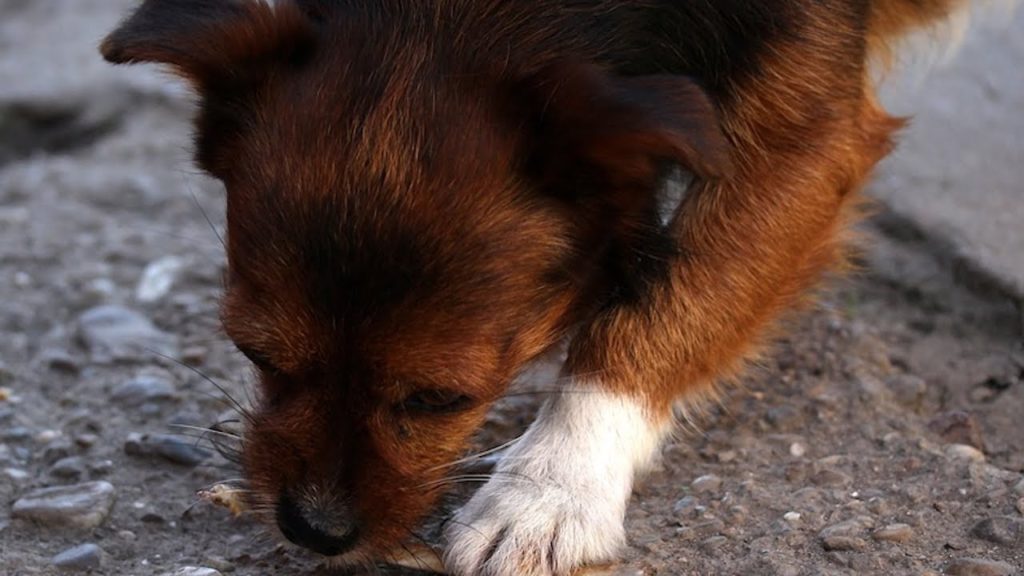 Con il cibo...si gioca