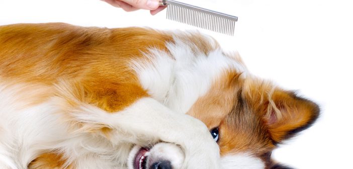 Vita da cani (puliti) dopo il Coronavirus #254