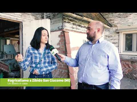 Agricoliamo | Un albero in casa