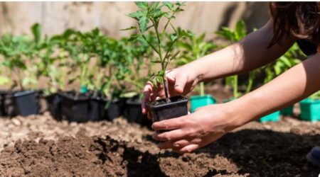 Cardano: Orti sociali, al via le domande per l'assegnazione