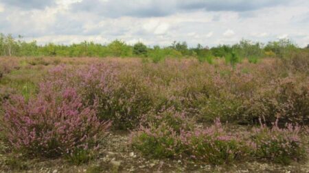 Casorate: L’ultima brughiera da salvare, tre incontri