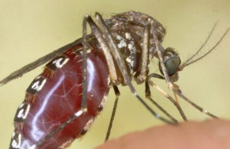 Busto: Caso sospetto di Dengue, scatta la disinfestazione