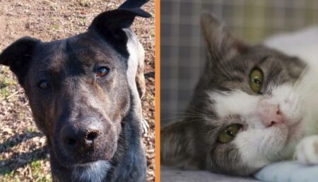 Gallarate: Pasqua solidale per aiutare gli animali del Canile