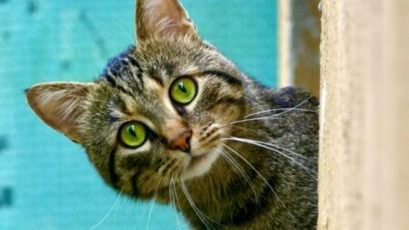 Gallarate: Alle Scuderie Martignoni serata dedicata al gatto