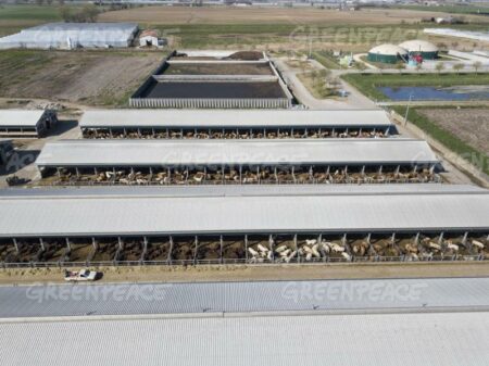 Busto: “Allevamenti intensivi, lager da debellare”