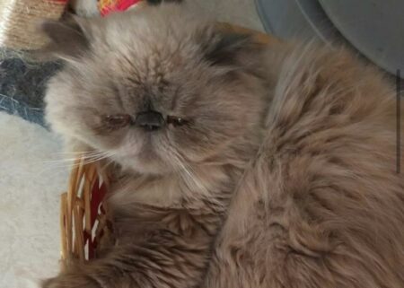 Busto: Ares scappa di casa, appello social per il gatto