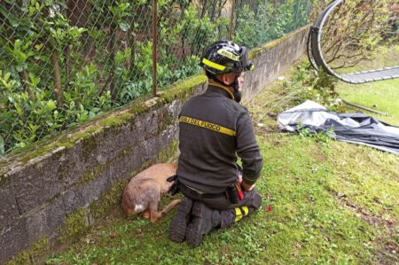 Besozzo: Capriolo ferito soccorso dai Vigili del Fuoco