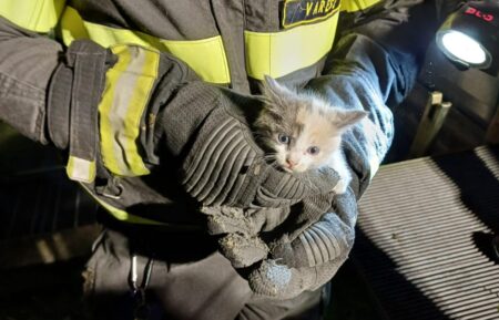 Olgiate: Gattino salvato, era incastrato in una grata