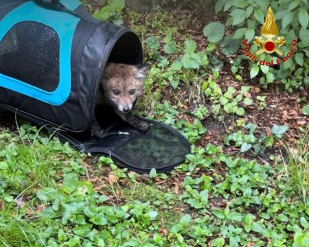 Laveno: Volpino in un canale, salvato dai pompieri