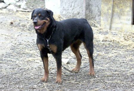 Varese: Cani pericolosi, monito delle autorità ai padroni