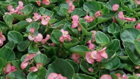 Gallarate: Vetrine in fiore per la festa della mamma