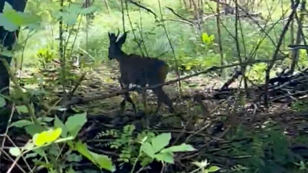 Somma: Capriolo intrappolato, medicato e di nuovo libero