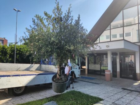 Busto: Ulivo antiviolenza alla piscina di via Manara