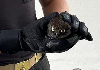 Lonate P.: Civetta imprigionata, liberata dai pompieri