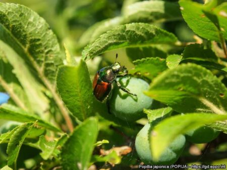 Varese: Popillia Japonica, nuova lotta all'insetto nocivo