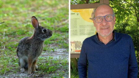 Busto: Castiglioni, “Pam invaso dai conigli e senza Gev”