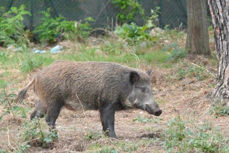 Dongo: Cinghiale in casa, per Coldiretti è gravissimo
