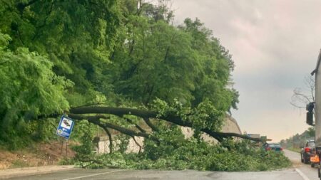 Vergiate: Albero cade sul Sempione, traffico in tilt