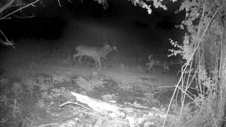 Appiano: Parco Pineta, i cervi pedinano un lupo!